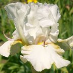 Hubble Space Telescope - fragrant tall bearded Iris