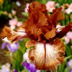 Huckleberry Fudge - reblooming tall bearded Iris