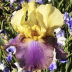 Humdinger - tall bearded Iris