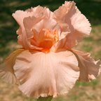 Hurricane Lamp - tall bearded Iris