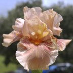 Hyenasicle - fragrant tall bearded Iris