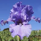 I Feel Free - Intermediate bearded Iris