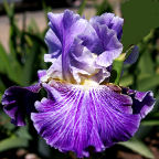 I I Stutter - fragrant reblooming tall bearded Iris