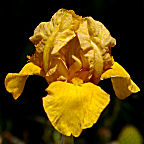 John - fragrant Intermediate bearded Iris