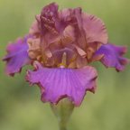 Iced Tea - fragrant tall bearded Iris