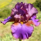 IdidIt - fragrant tall bearded Iris
