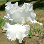 I'll Fly Away - tall bearded Iris