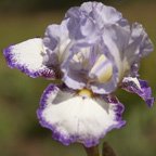 I'm in Stitches - tall bearded Iris
