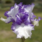 I'm With You - fragrant tall bearded Iris