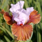 I'm Yours - fragrant tall bearded Iris