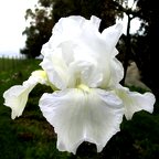 Immortality - fragrant reblooming tall bearded Iris