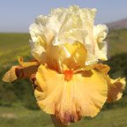 Impulsive - fragrant tall bearded Iris