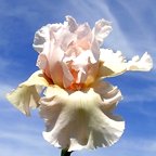 In Person - tall bearded Iris