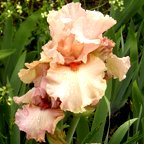 In The Mood - tall bearded Iris