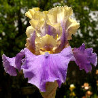 In Your Dreams - tall bearded Iris