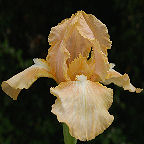 In the Buff - Intermediate bearded Iris