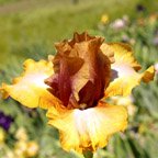 Inca Rose - fragrant tall bearded Iris