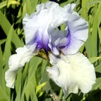 Incantation - tall bearded Iris