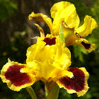 Index - SDB Standard Dwarf Bearded