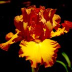 Indian Caper - tall bearded Iris
