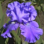 Indigo Princess - fragrant tall bearded Iris