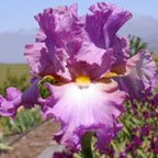 Indulge - fragrant tall bearded Iris