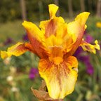 Infernal Fire - fragrant reblooming tall bearded Iris