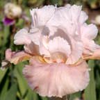 Infinite Grace - tall bearded Iris