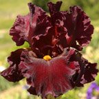 Infrared - tall bearded Iris