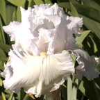Inner Vision - reblooming tall bearded Iris