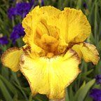 Interesting Expression - tall bearded Iris