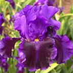 Into The Night - reblooming tall bearded Iris