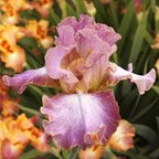 Introspection - tall bearded Iris