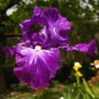 Inty Greyshun - Border bearded Iris