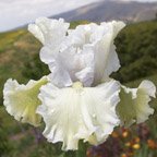 Irish Cream - fragrant tall bearded Iris