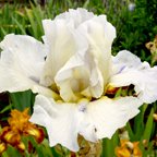 Iron Eagle - fragrant reblooming tall bearded Iris