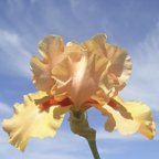 Island Sunset - tall bearded Iris