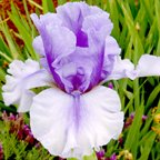 Island Surf - tall bearded Iris
