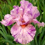 Isn't This Something - fragrant tall bearded Iris