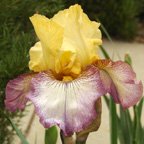 Istanbul - fragrant reblooming tall bearded Iris