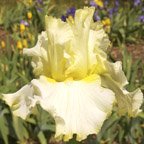 Italian Ice - fragrant tall bearded Iris