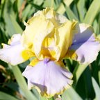 It's Getting Better - tall bearded Iris