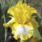 It's Magic - tall bearded Iris