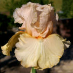 Ivory Blush - tall bearded Iris
