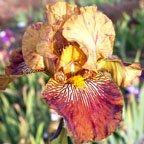 Jackal Cackle - tall bearded Iris