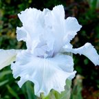 Jaguar Blue - Tall bearded Iris