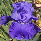 Jazz Me Blue - tall bearded Iris