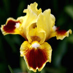 Jazzamatazz - SDB Standard Dwarf Bearded
