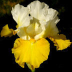 Jean Marie - reblooming tall bearded Iris