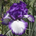 Jesse's Song - reblooming tall bearded Iris